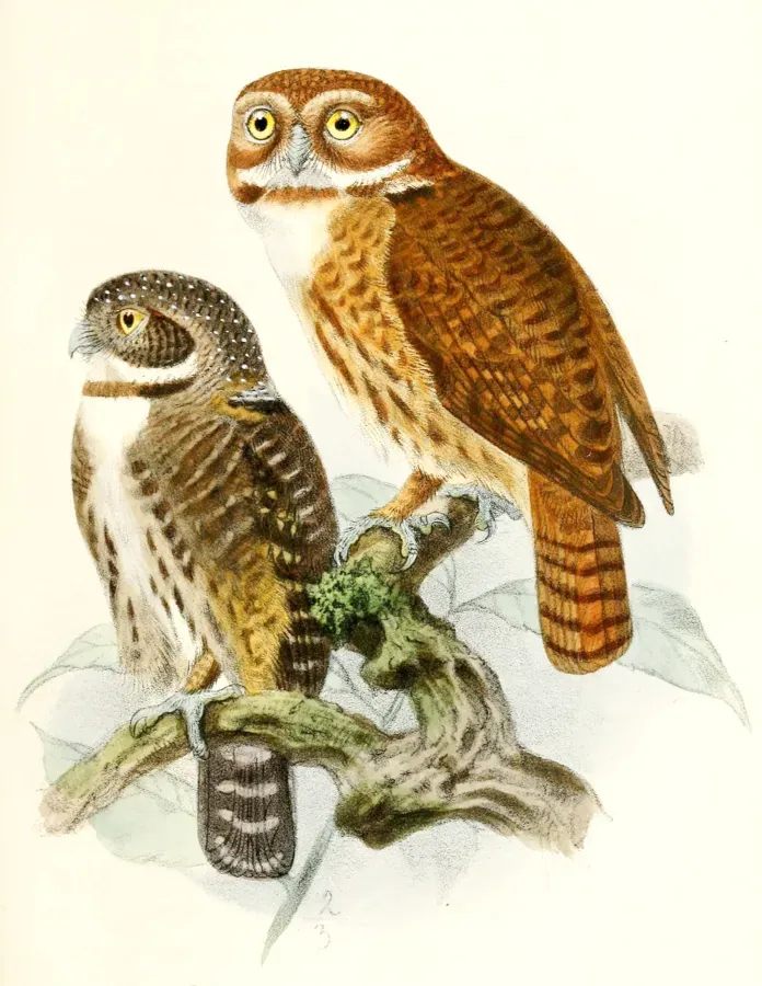 File:Glaucidium jardinii 1876.jpg