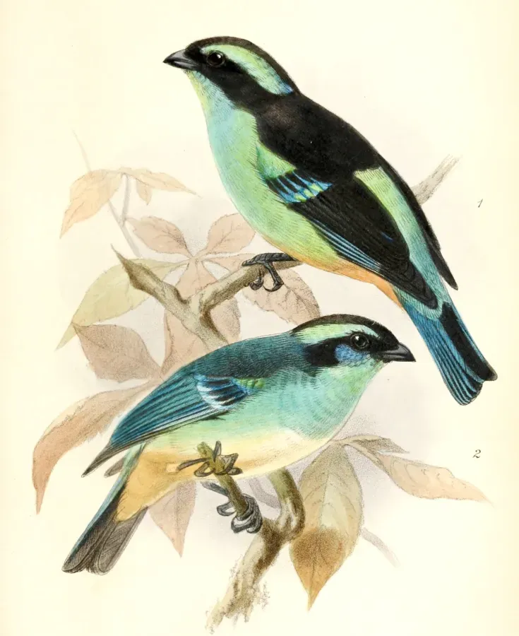 File:Tangara cyanotis melanotis & Tangara cyanotis cyanotis 1876.jpg