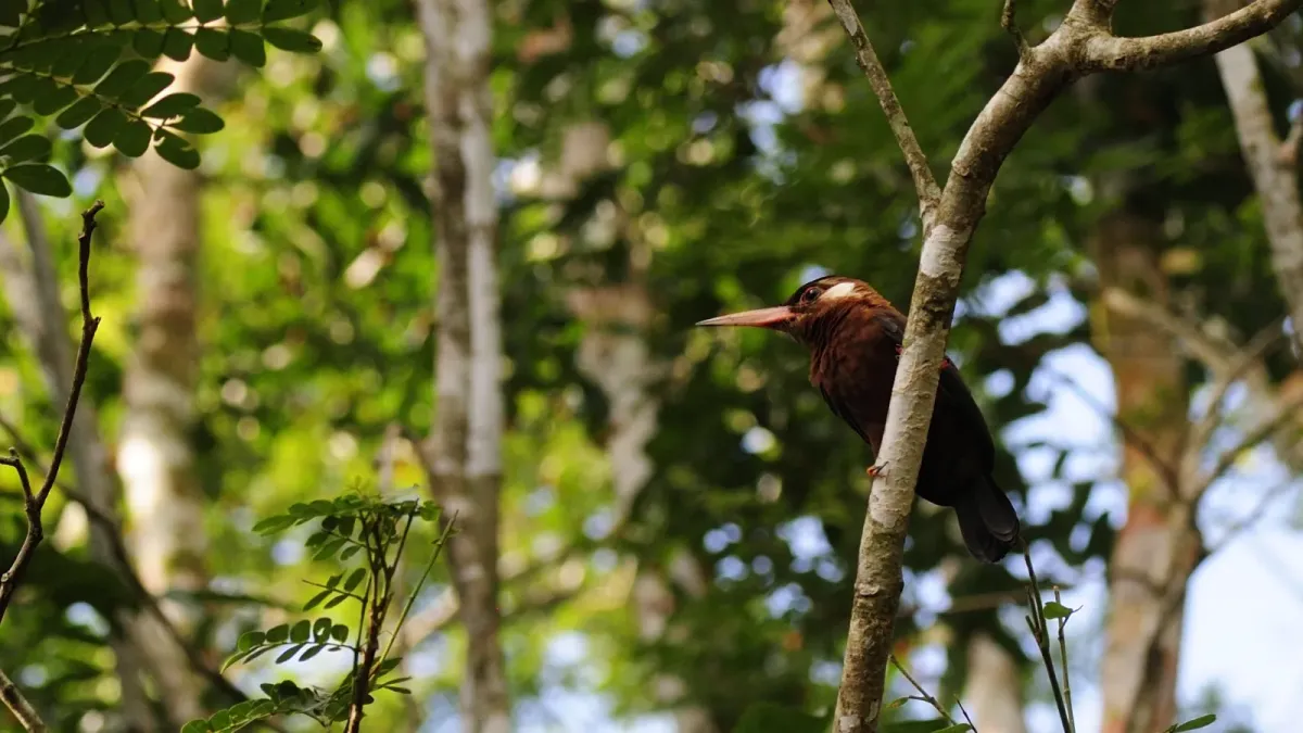 File:Galbalcyrhynchus leucotis (1).JPG