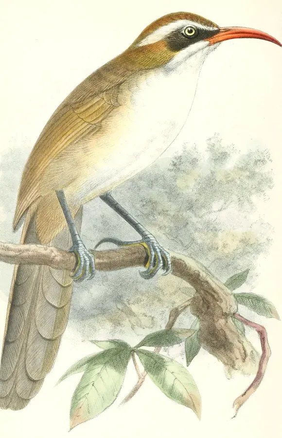 File:Pomatorhinus ochraceiceps 1877.jpg
