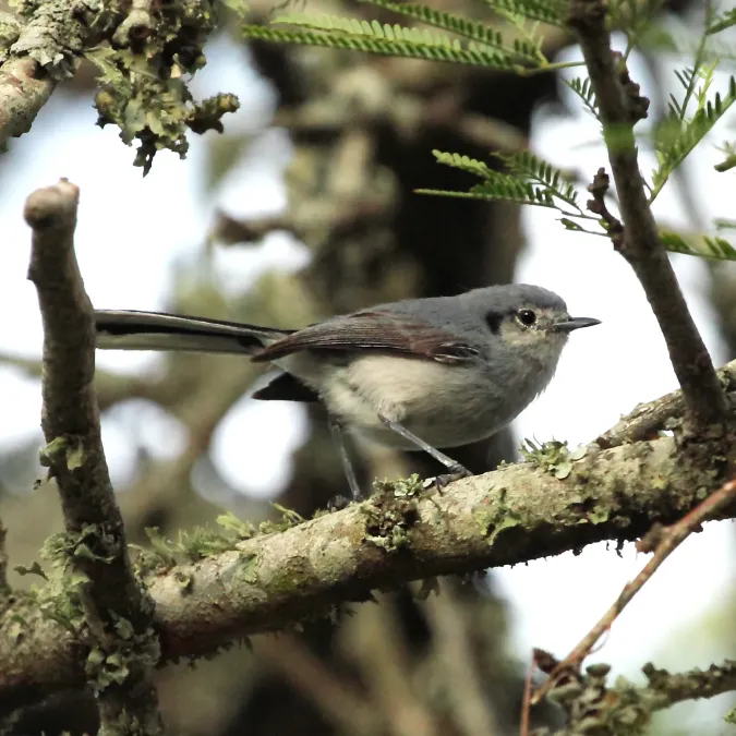 File:Polioptila dumicola - Masked Gnatcatcher (female).JPG