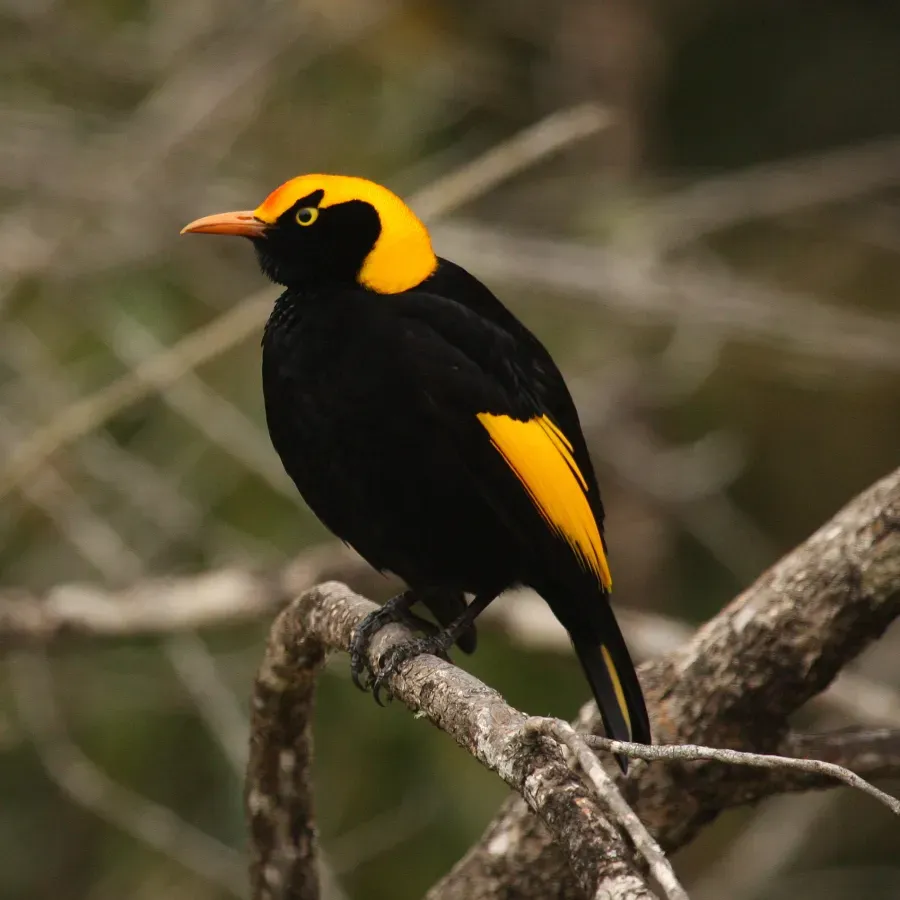 File:Sericulus chrysocephalus -Lamington NP, Queensland, Australia -male-8-4c.jpg