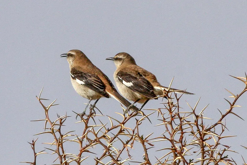 File:Mimus dorsalis -Argentina -two-8 (2).jpg