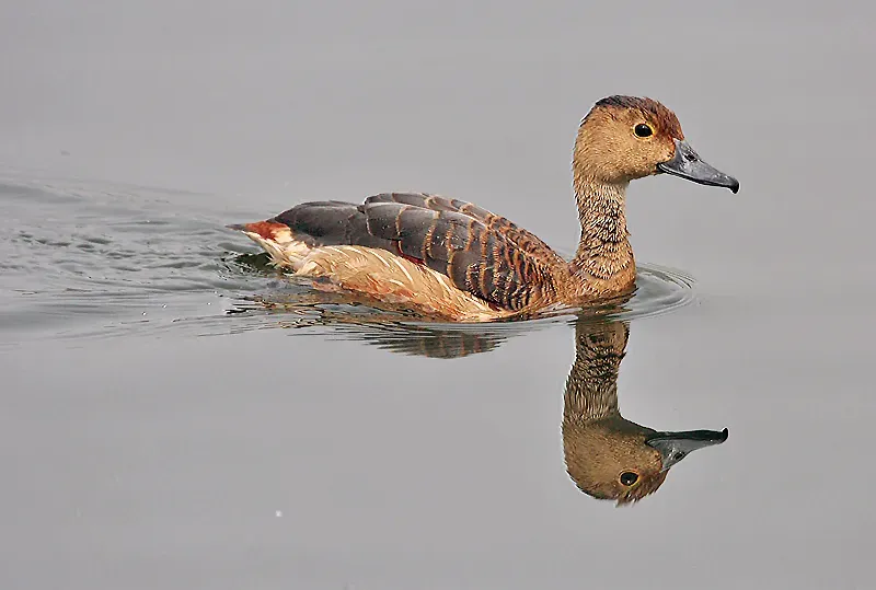 File:Lesser Whistling-duck (Dendrocygna javanica)- after bath at Kolkata I IMG 2480.jpg