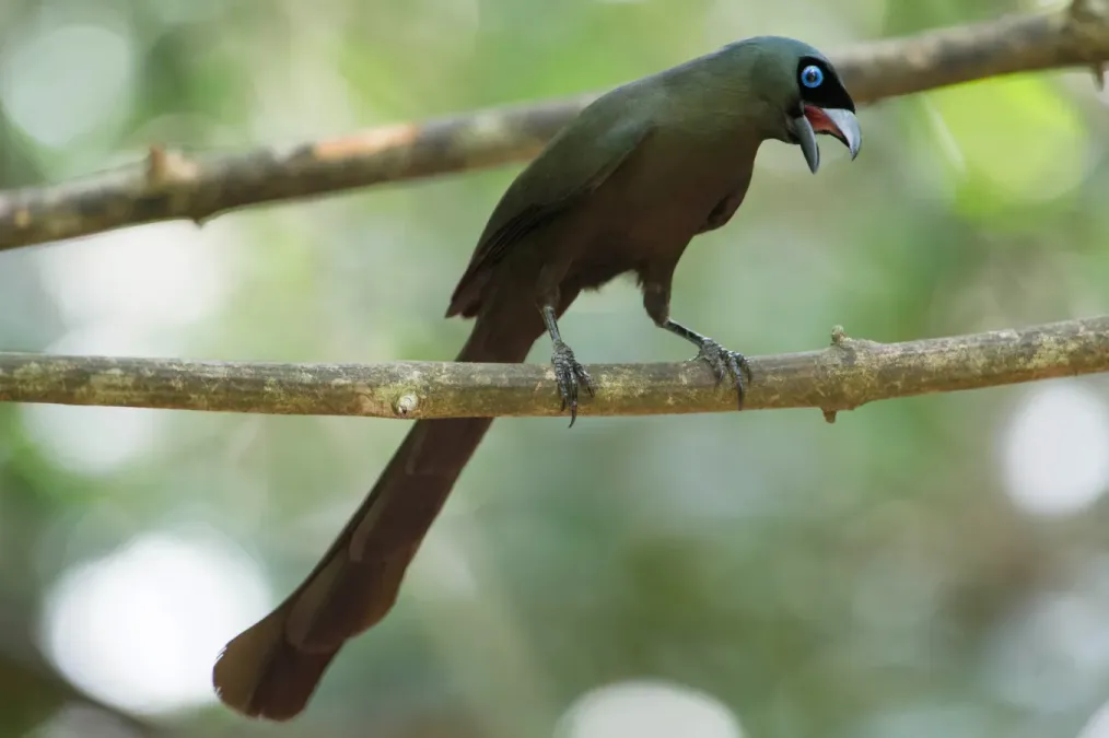 File:Racket-tailed treepie (Crypsirina temia).jpg