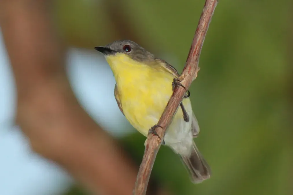 File:Remetuk laut (Gerygone sulphurea).JPG