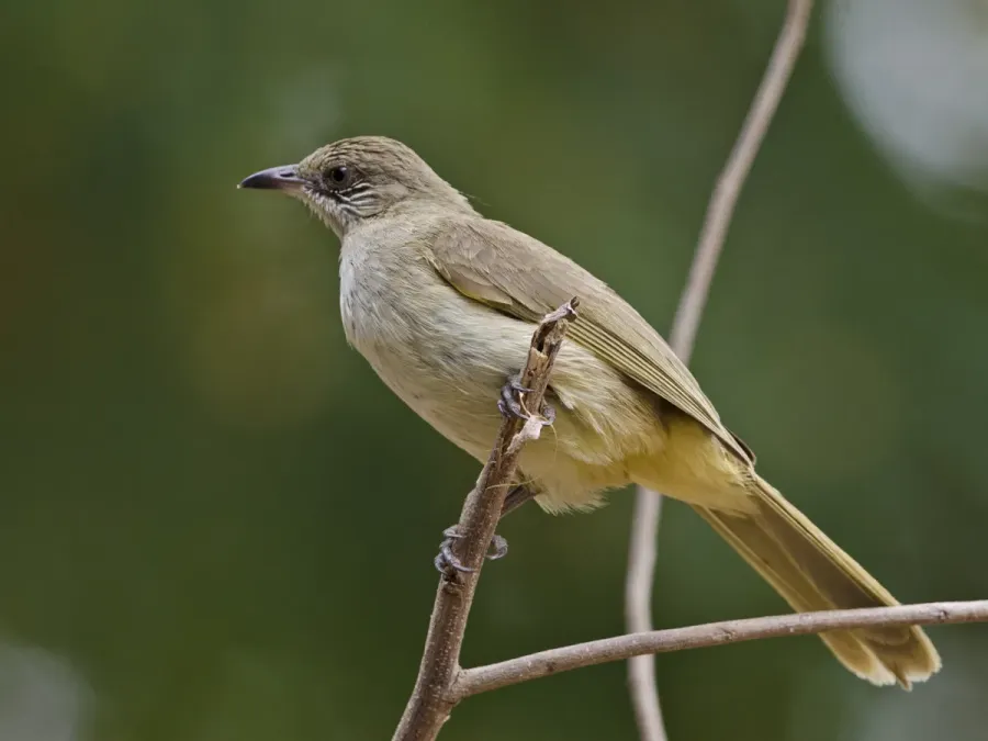 File:Streak-eared Bulbul Pycnonotus conradi, Kaeng Krachan NP, Thailand.jpg