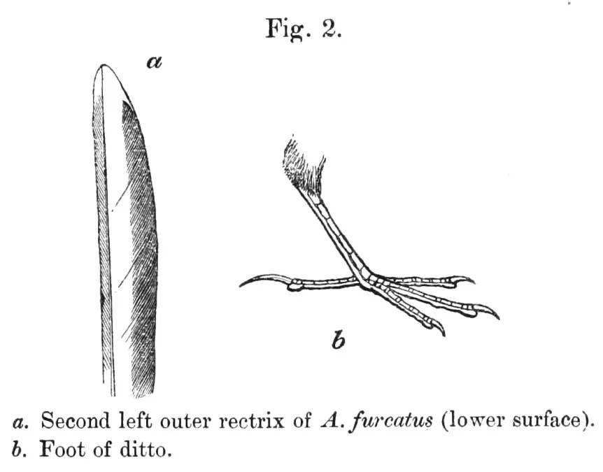 File:Anthus furcatus rectrix and foot.jpg
