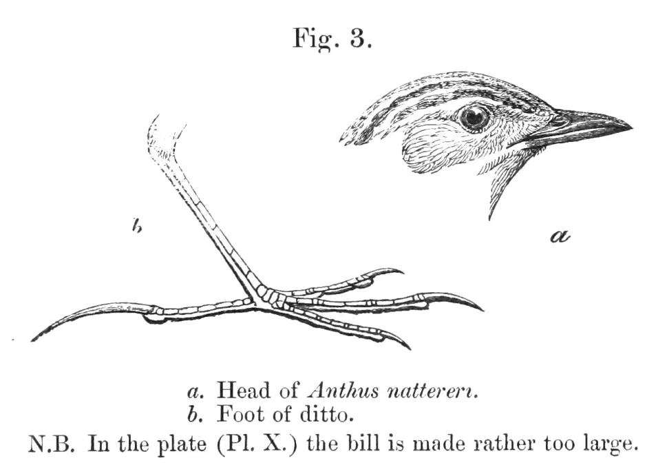 File:Anthus nattereri head and foot.jpg
