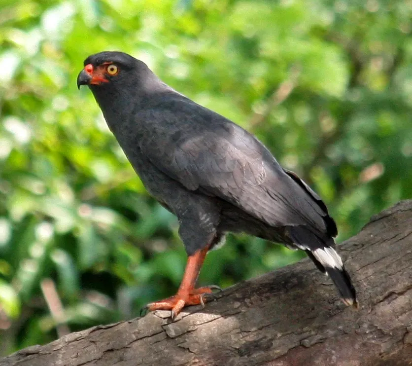 File:Buteogallus schistaceus JJK'1.jpg