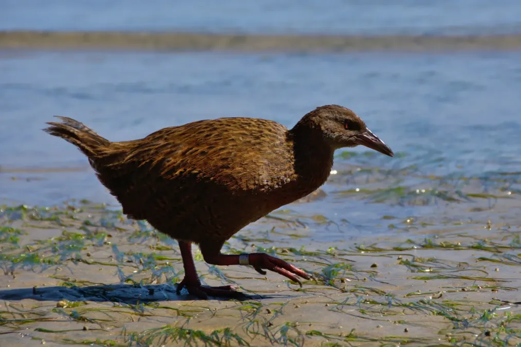 File:Gallirallus australis -Stewart Island, New Zealand -beach-8.jpg