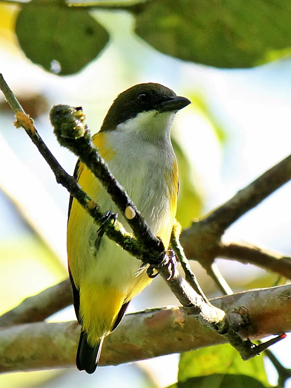 File:Dicaeum aureolimbatum.JPG