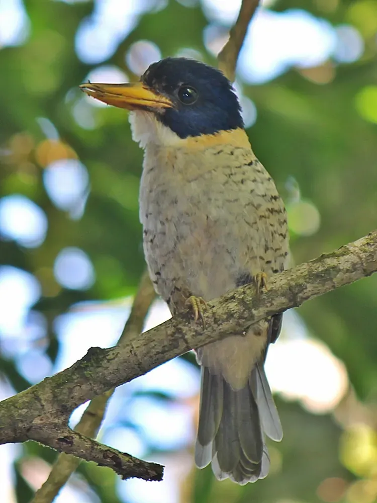 File:Actenoides princeps princeps, male.JPG