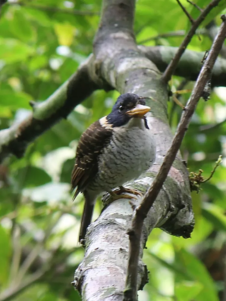 File:Actenoides princeps princeps, adult male.JPG