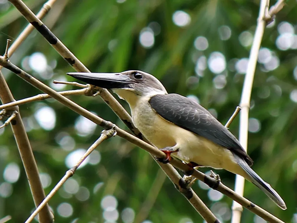 File:Pelargopsis melanorhyncha melanorhyncha Bintauna.jpg
