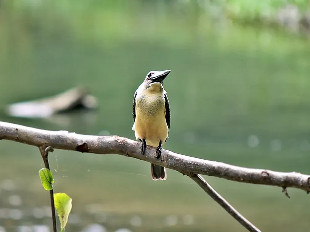 File:Pelargopsis melanorhyncha melanorhyncha.JPG