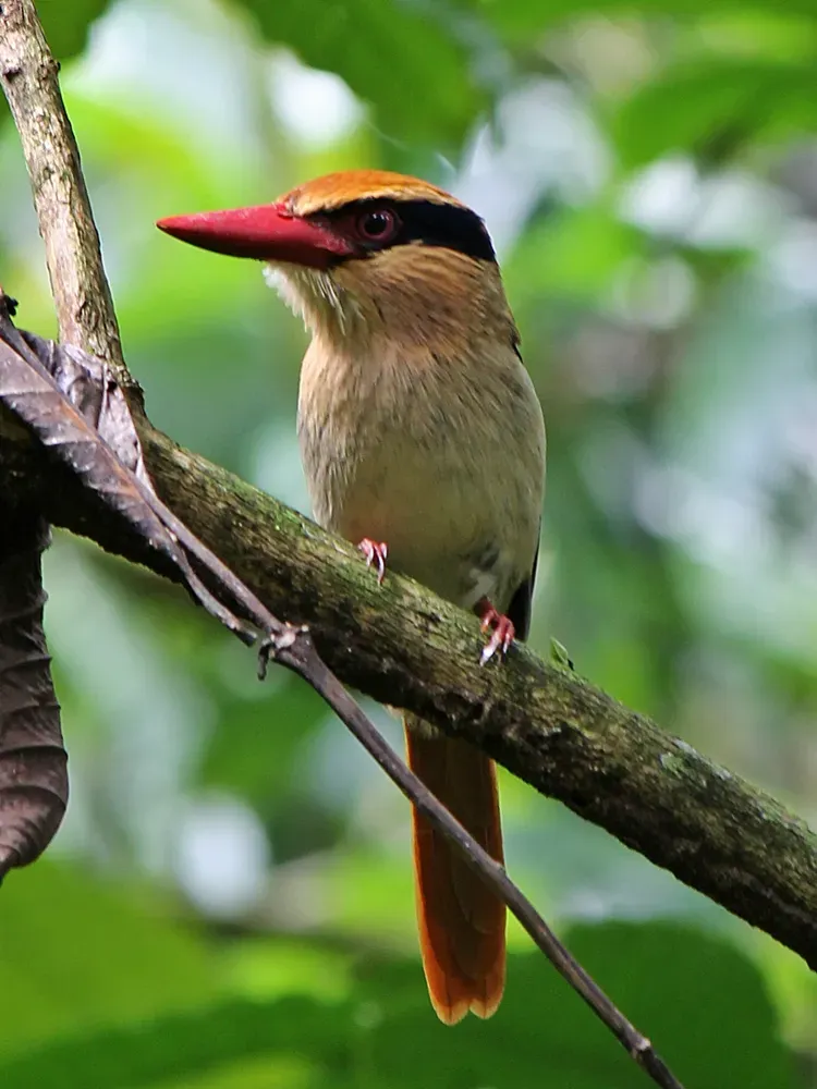 File:Cittura cyanotis cyanotis 1.JPG