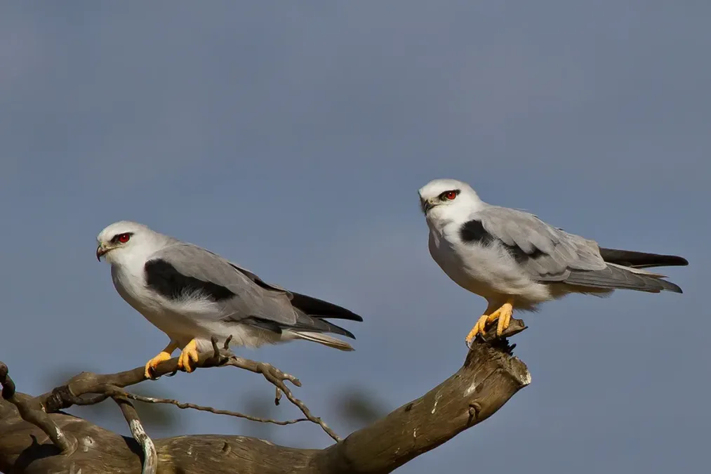 File:Elanus axillaris -Newstead, Victoria, Australia -two-8.jpg