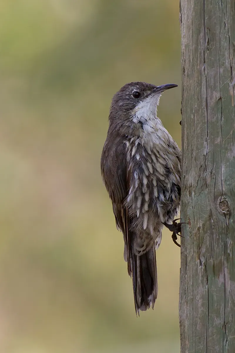 File:Cormobates leucophaea -Victoria, Australia-8 (3).jpg