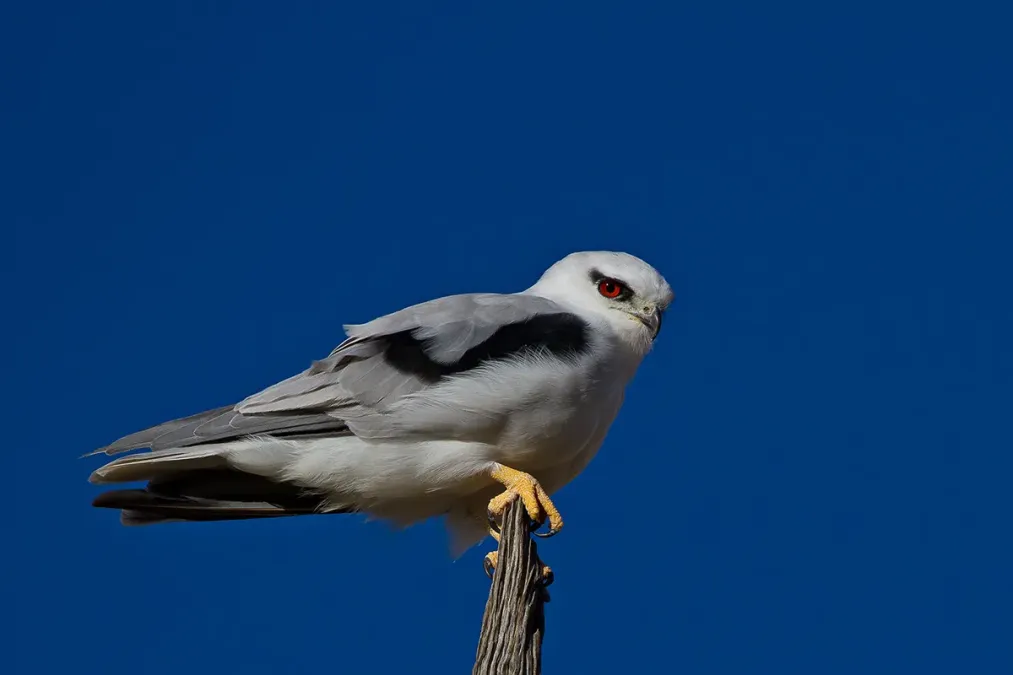 File:Elanus axillaris -Strangways, Victoria, Australia-8 (2).jpg