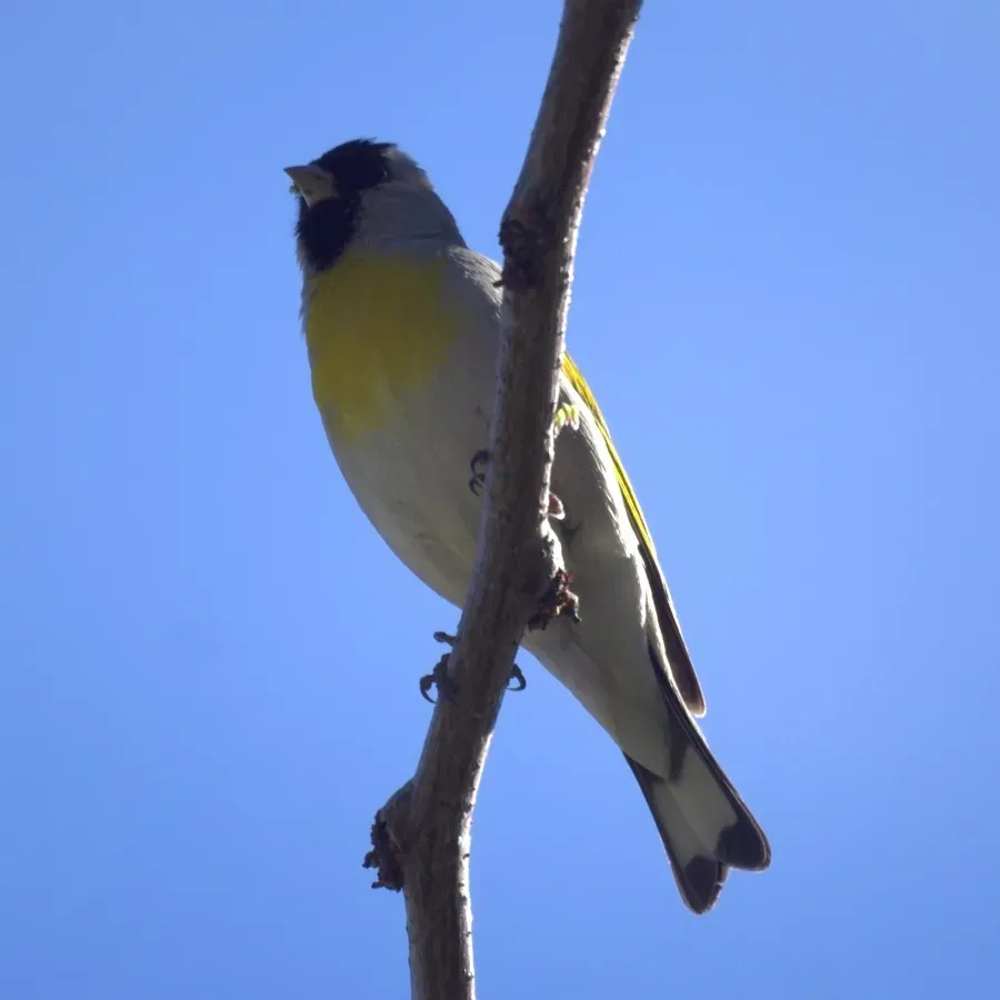 File:Spinus lawrencei, California 2.jpg