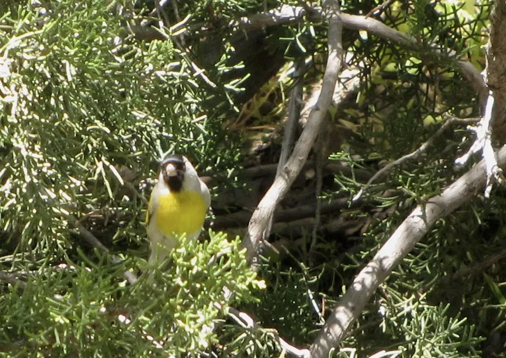 File:Spinus lawrencei, Carrizo Plain 1.jpg