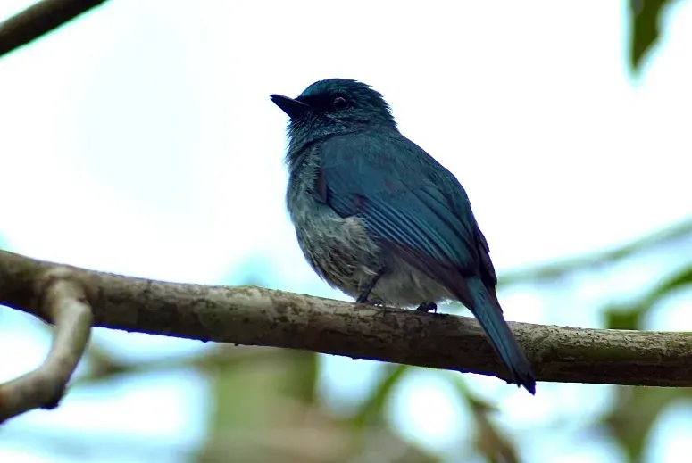 File:Sikatan pulau (Eumyias panayensis).JPG