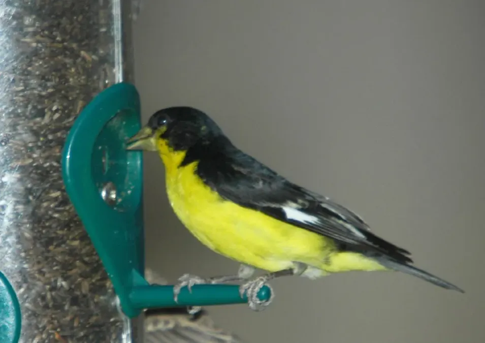 File:Spinus psaltria psaltria, San Marcos TX.jpg