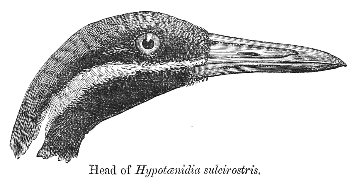File:Gallirallus torquatus head 1880.jpg