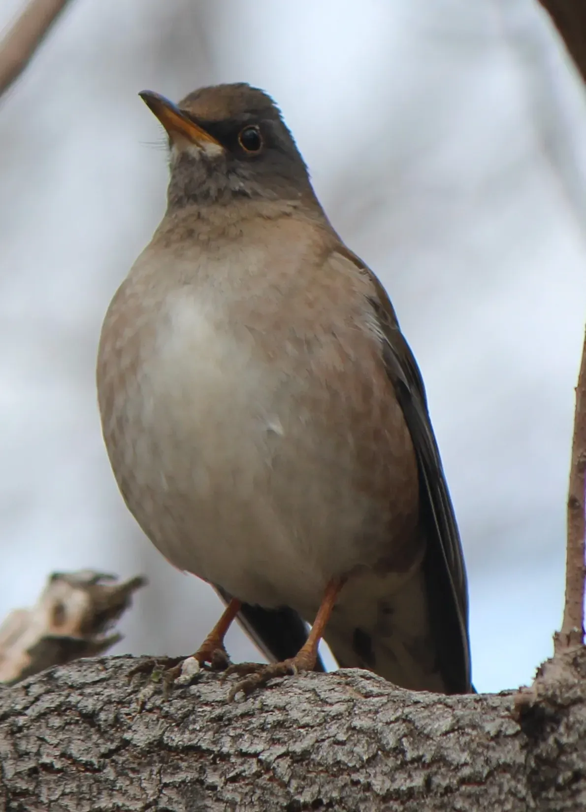 File:Turdus pallidus (0s3).JPG