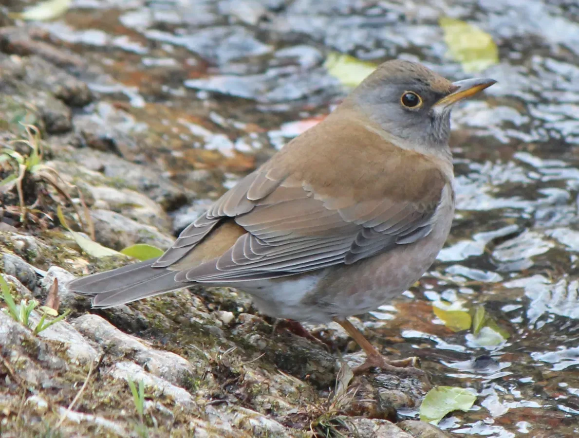File:Turdus pallidus (0s2).JPG