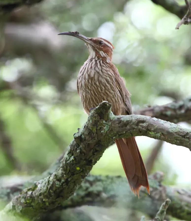 File:Drymornis bridgesii - Scimitar-billed Woodcreeper.JPG