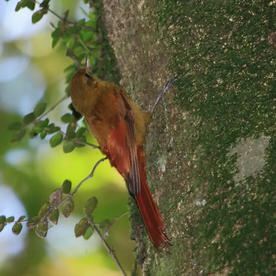 File:Sittasomus griseicapillus - Olivaceous Woodcreeper.JPG