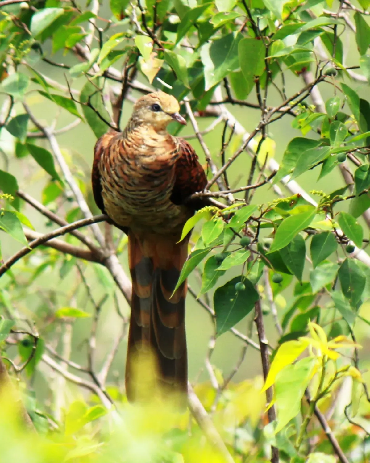 File:Uncal Ambon (Macropygia amboinensis).jpg