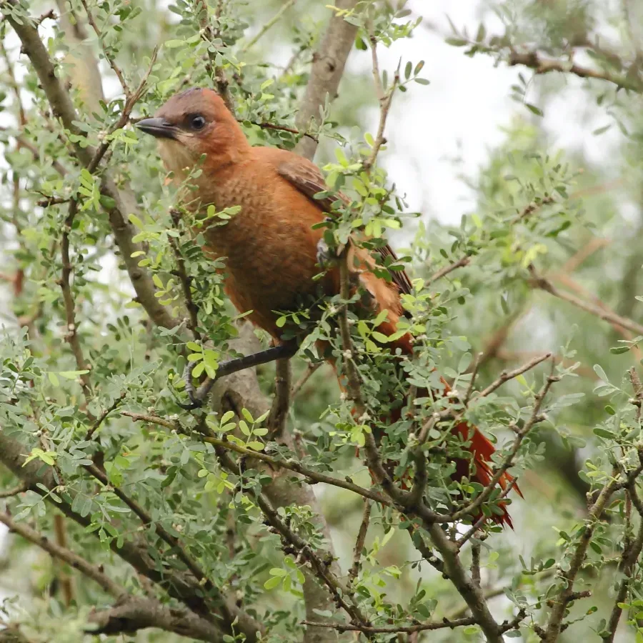 File:Pseudoseisura lophotes - Brown Cacholote.JPG