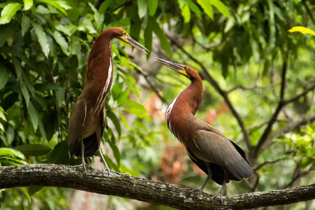 File:Tigrisoma lineatum -Parque del Este, Caracas, Venezuela-8.jpg
