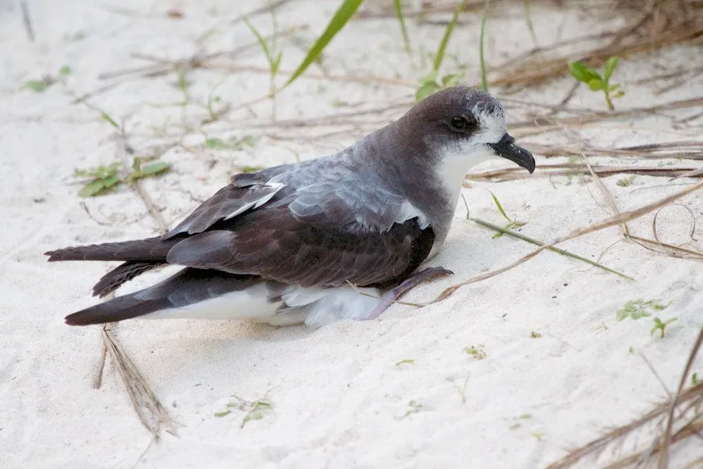 File:Pterodroma hypoleuca -Midway Atoll, USA-8.jpg