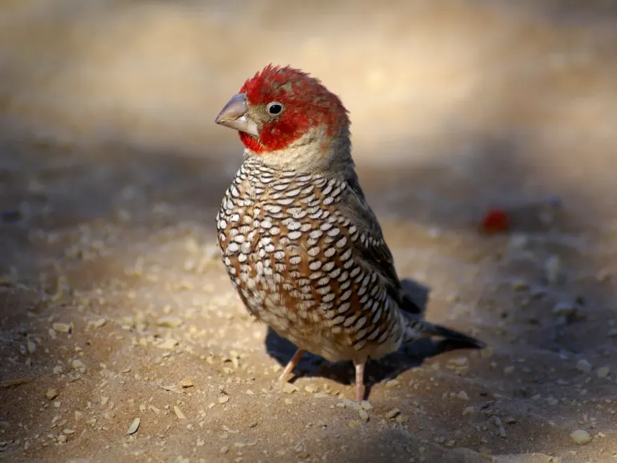 File:Amadina erythrocephala ♂.jpg