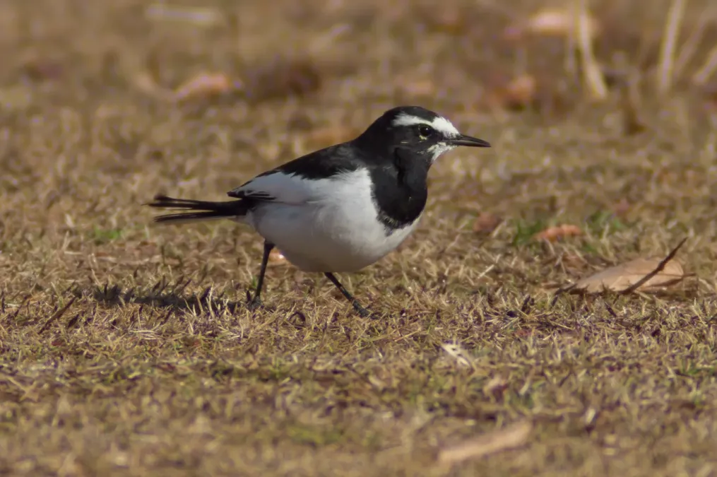 File:Motacilla grandis -Japan-8.jpg