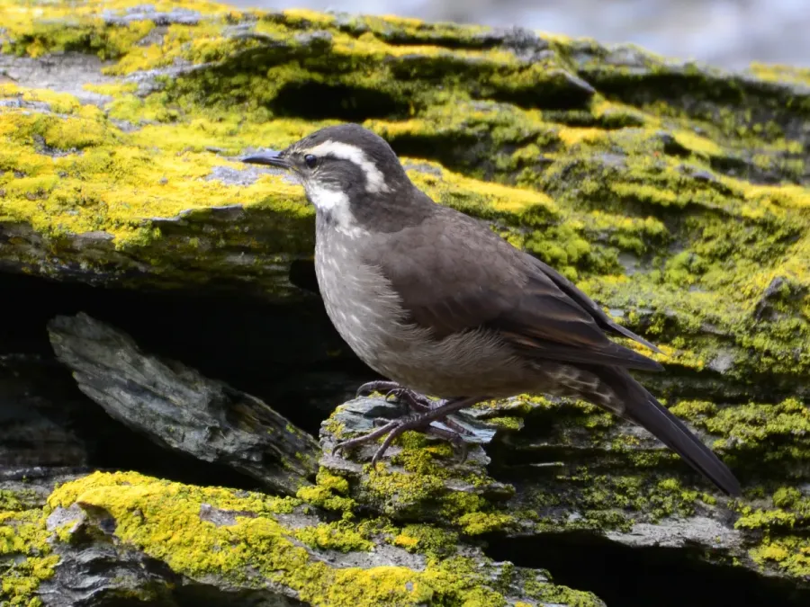 File:Cinclodes patagonicus -Tierra del Fuego National Park, Argentina-8.jpg