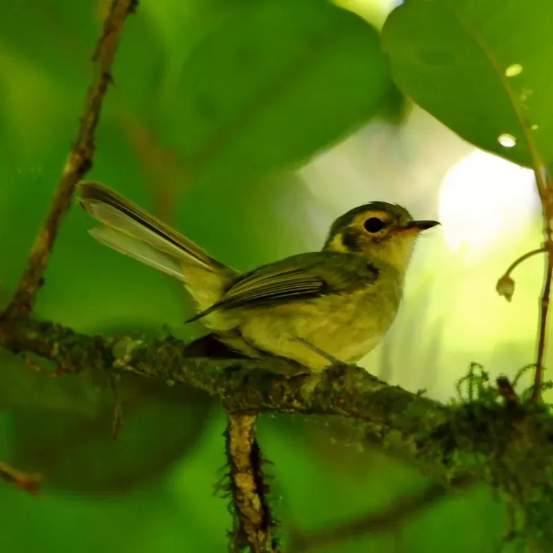 File:Phylloscartes oustaleti - Oustalet's Tyrannulet.jpg