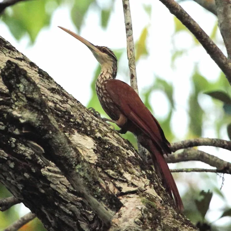 File:Nasica longirostris - Long-billed Woodcreeper.jpg
