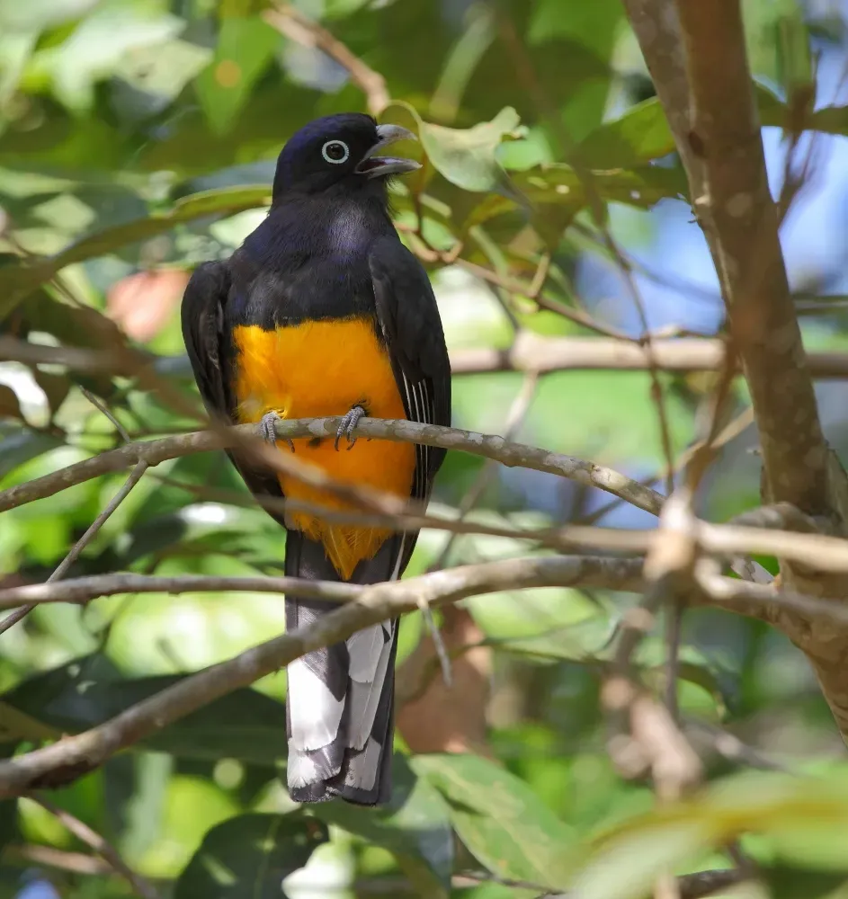 File:Trogon viridis (Green-backed Trogon), male, Restinga de Bertioga - SP - Brasil.jpg