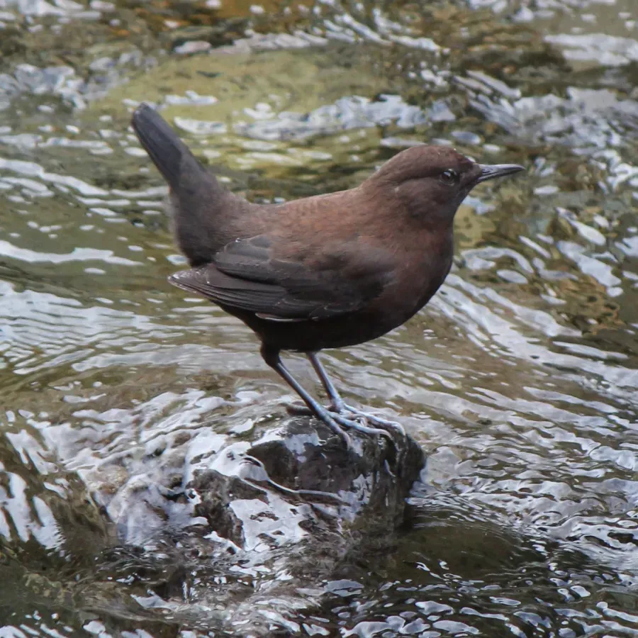 File:Cinclus pallasii (side).JPG