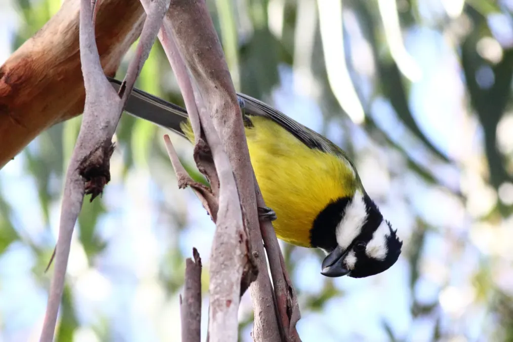 File:Falcunculus frontatus -Royal Botanic Gardens, Cranbourne, Australia-8.jpg