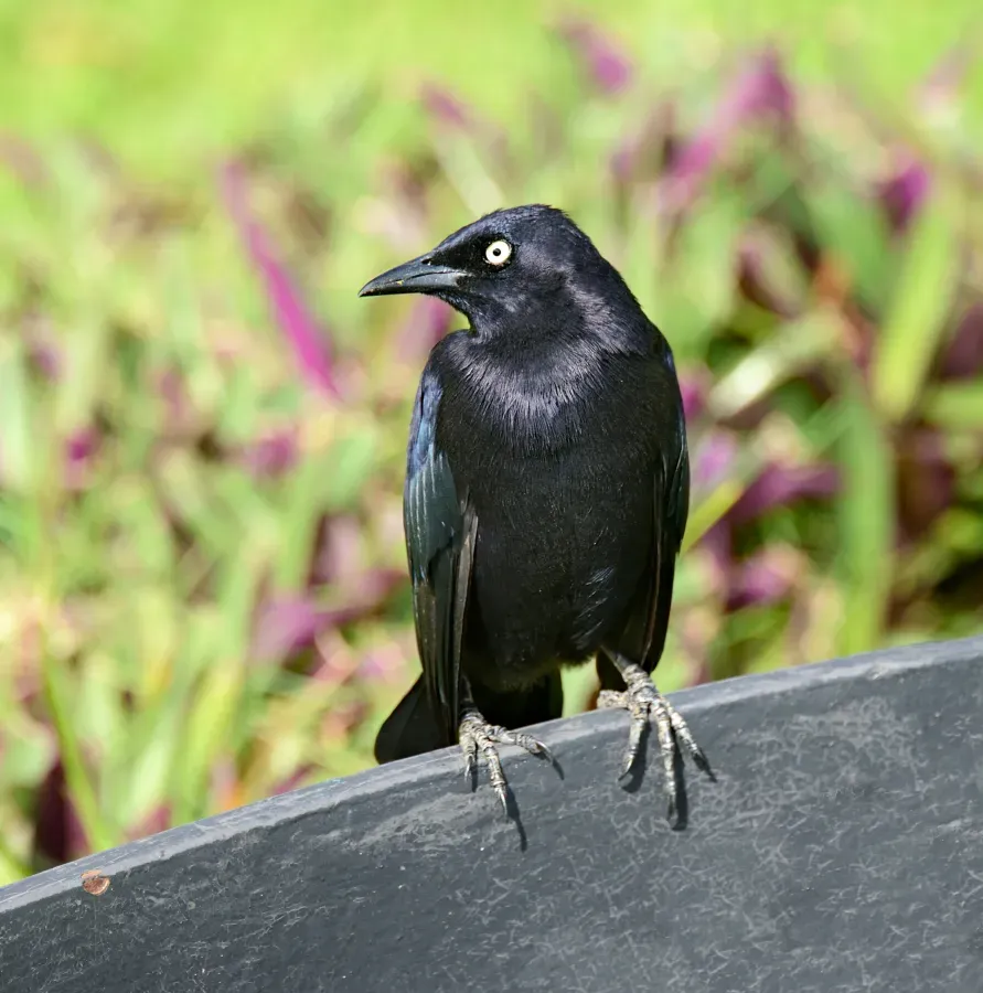 File:Quiscalus lugubris male in Cayenne pl du Coq 2013.jpg