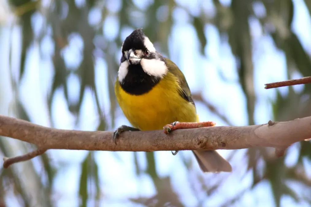 File:Falcunculus frontatus -Royal Botanic Gardens, Cranbourne, Australia -male-8.jpg