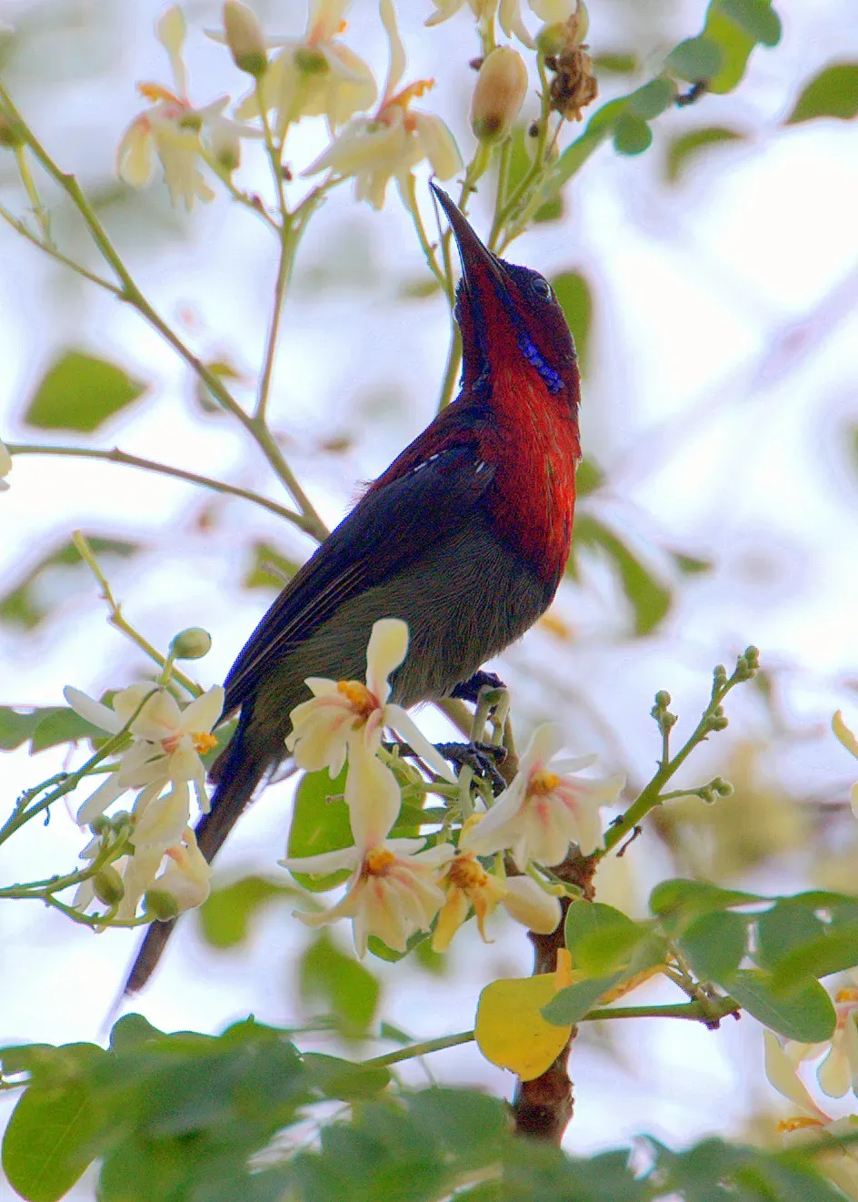 File:Aethopyga vigorsii 2.jpg