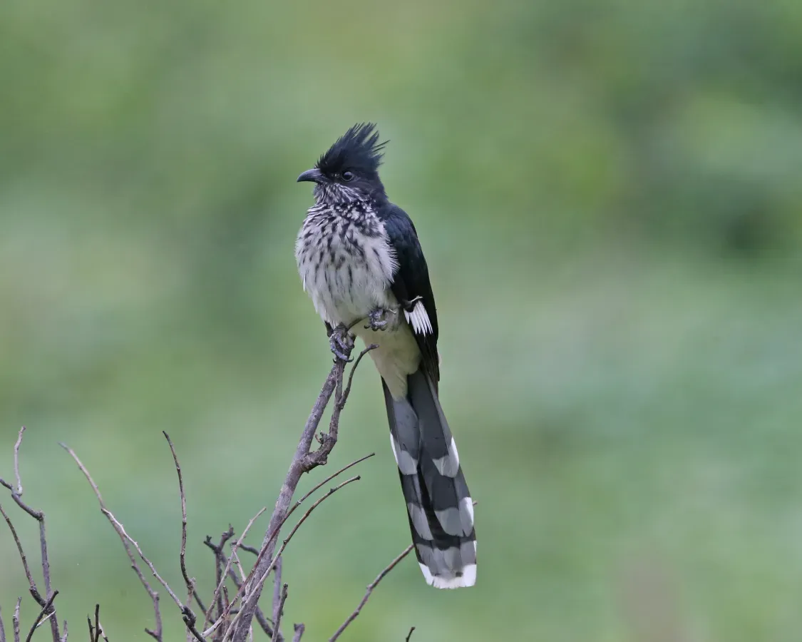File:Clamator levaillantii (Levaillant's Cuckoo).jpg