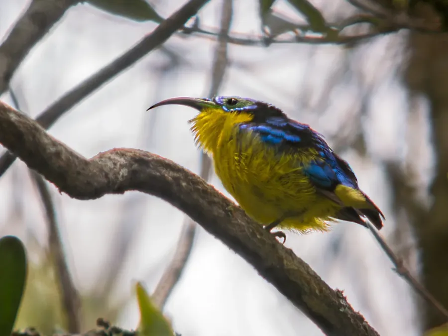 File:Yellow-bellied Sunbird Asity (Neodrepanis hypoxantha), Ranomafana National Park, Madagascar.jpg